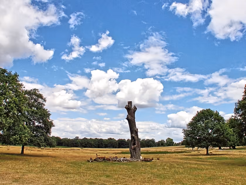 Open landscape and trees in Richmond Park